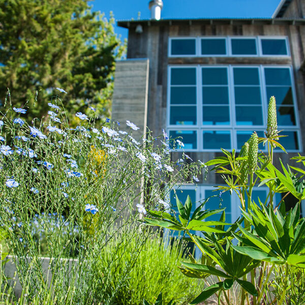 native landscaping